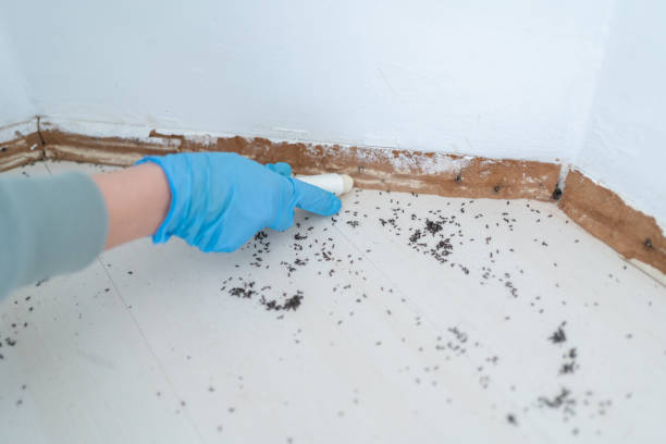 Best Affordable Pest Control Services  in Winston Salem, NC